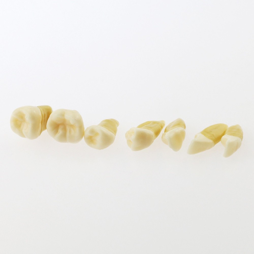 Dental TYPODONT Model Standard Model with 28 Pcs Removable Teeth Soft Gingiva
