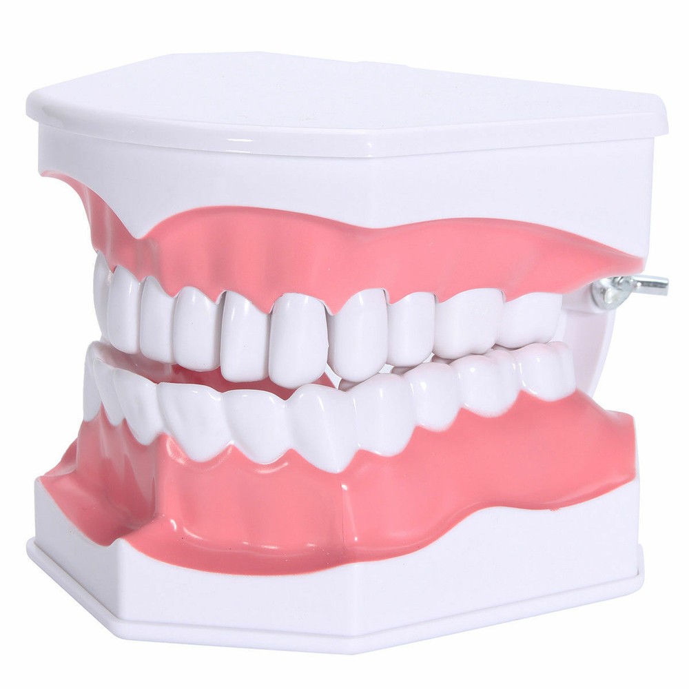 Dental Teaching Demonstration Model with Removable Lower Teeth + Toothbrush