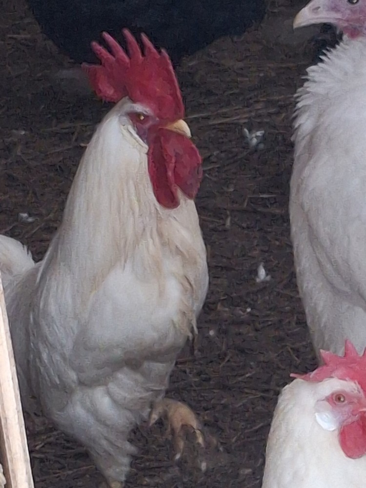 1 Dozen White Leghorns - Hatching Eggs NPIP/AI clean