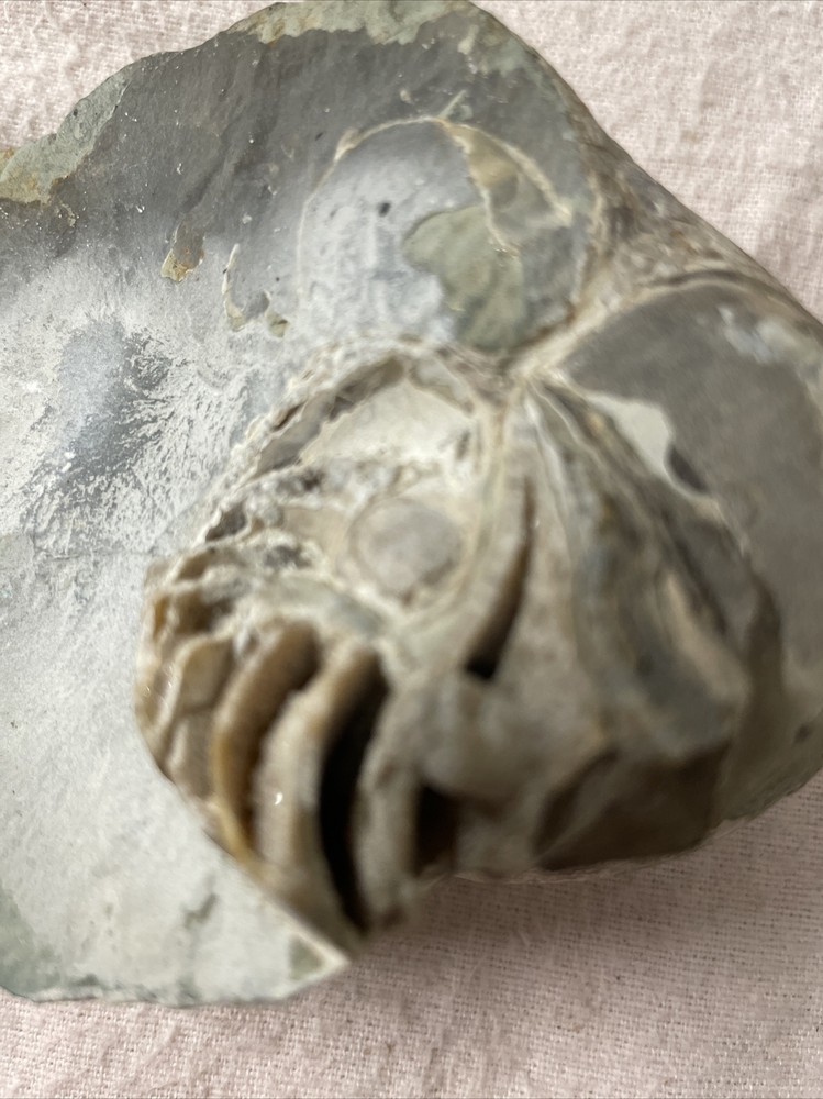 Real Fossil 485 Gr
