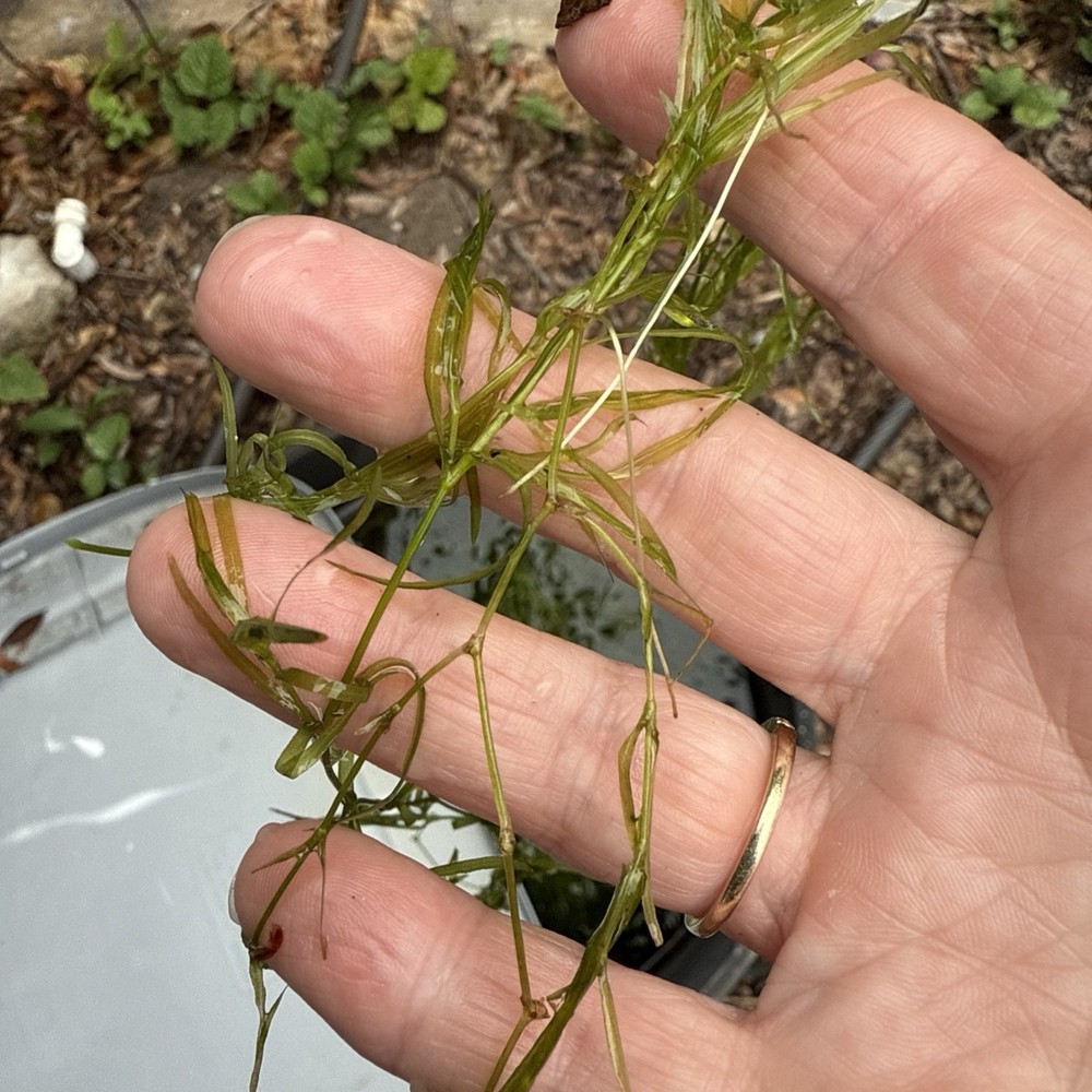 Aquarium Plants