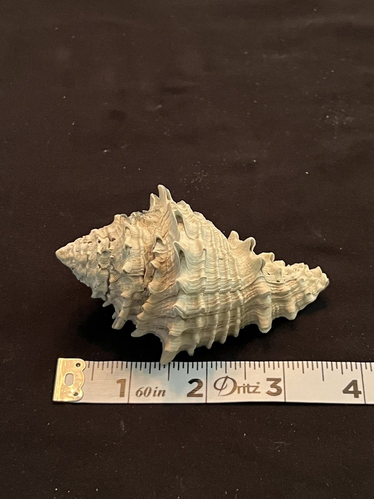 EXTINCT Fossilized VASE Shell From Central Florida & BONUS Shell.