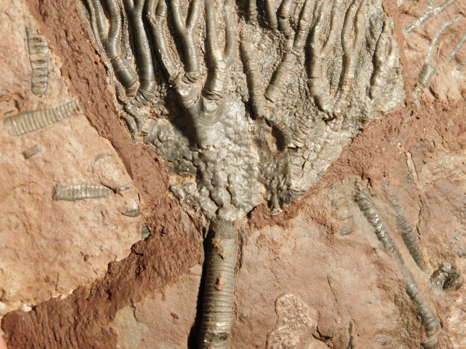 LARGER! 430 Million Year Old! CRINOID Fossil or Sea LILY Fossil Morocco 1133gr