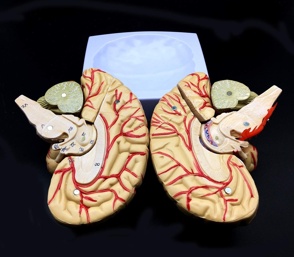 Human Brain Model, Anatomically Accurate Brain Model 8-Part Human Brain Anato...