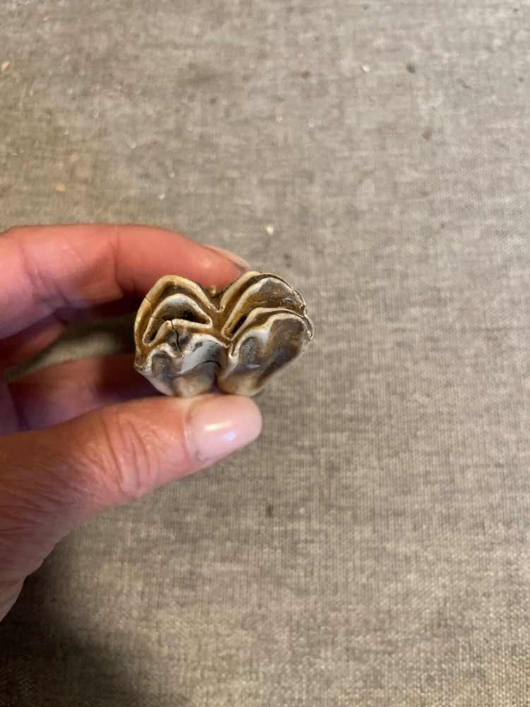 ice age horse tooth