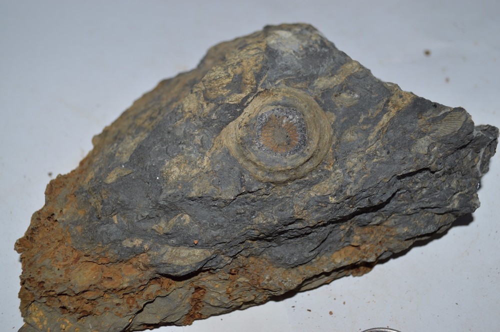 FOSSIL WITH BRACHIOPODS PRINTS ( 45, 22F)