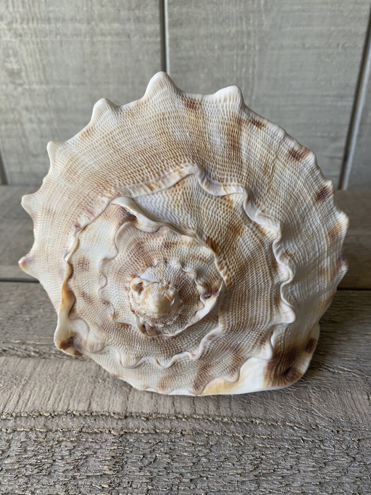 Cassis Cornuta Seashell Horned Helmet Shell 7.5”