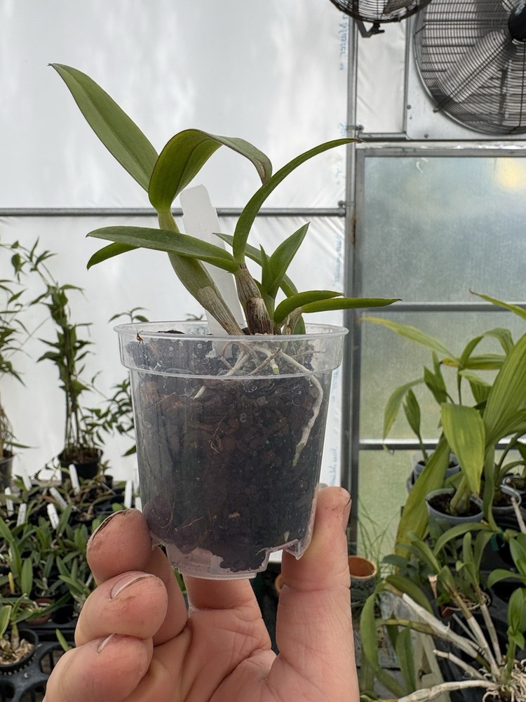 Dendrobium Black Pearl - 3” Pot - Seedling