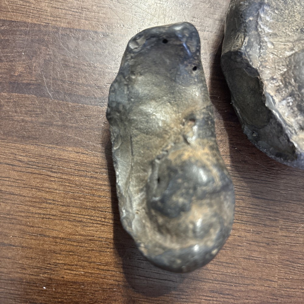 (2) 3 Inch Fossilized Whale Ear Bones
