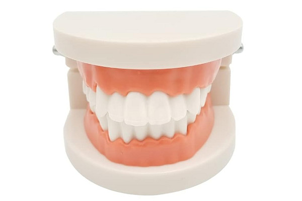 Dental Demonstration Standard Adult Teeth Model