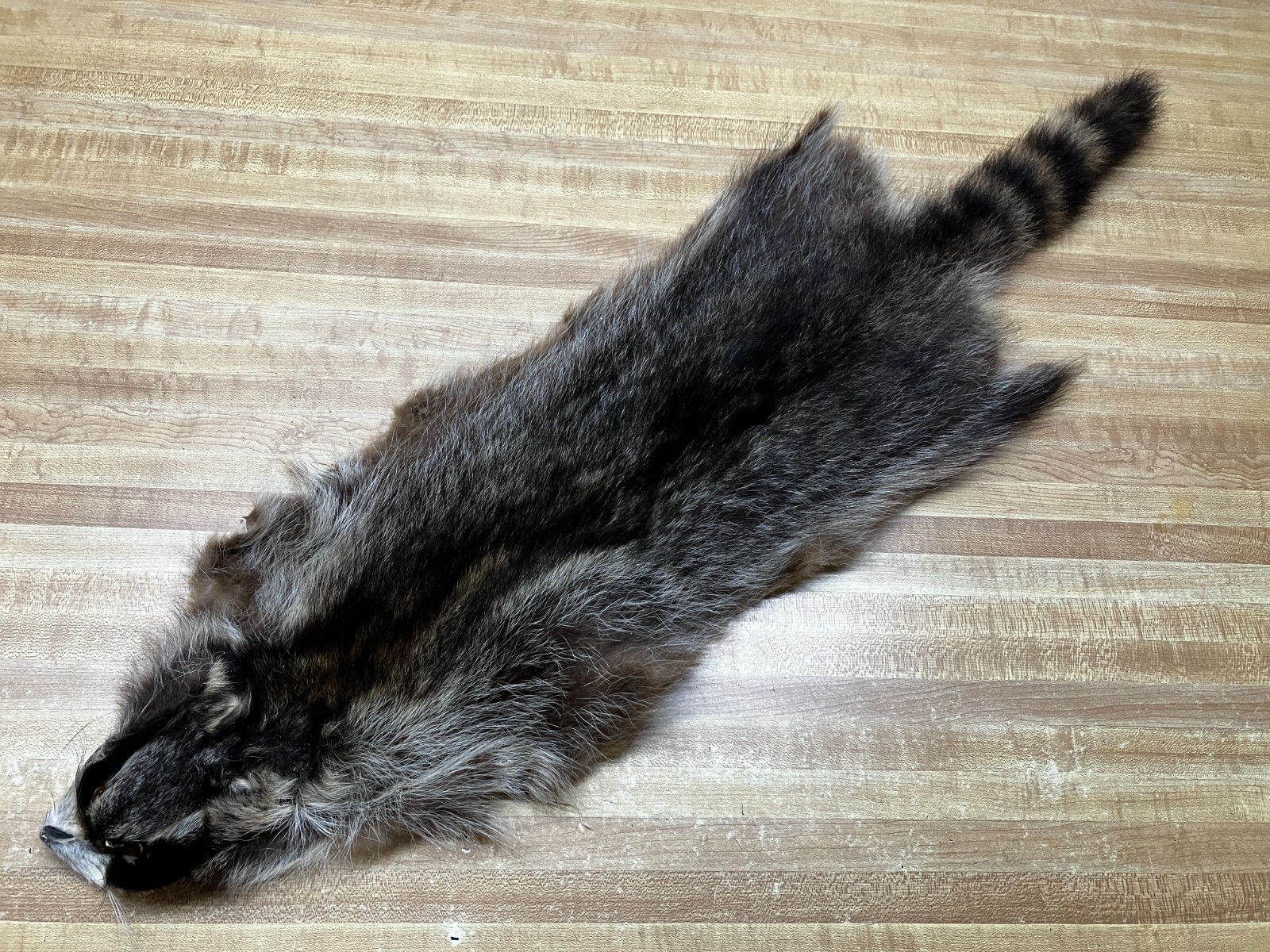 Raccoon Hides, Pelts, Tanned