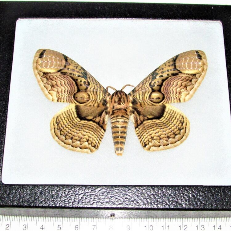 Brahmaea wallichii peanut brahmin moth Philippines FRAMED