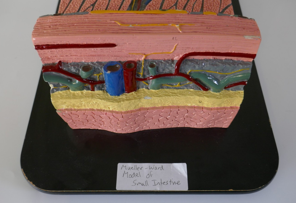 Mueller Ward Small Intestine Model - Anatomy Teaching