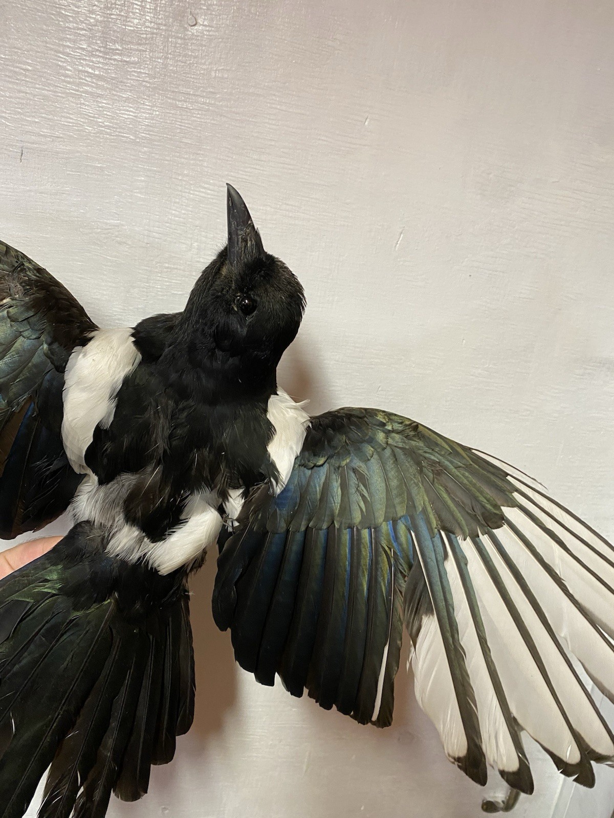 Beautiful Taxidermy Eurasian Magpie (Pica pica)