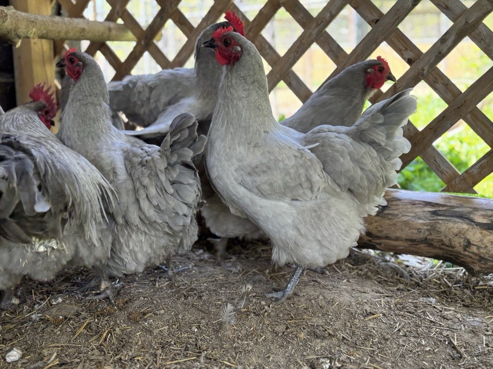 Lavender Orpington hatching eggs (12 Eggs)