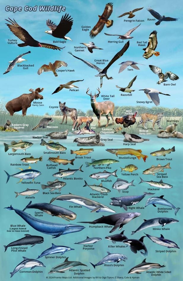 Cape Cod Visitor's Map & Wildlife Guide