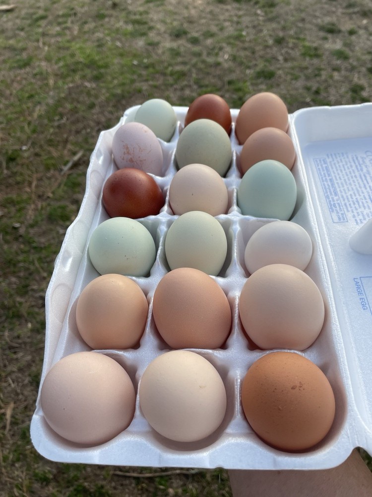 Barnyard Mix Hatching Eggs Assorted 18ct