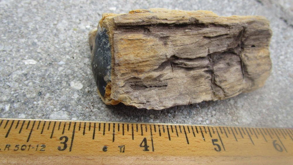 Opalized Fluorescent mineral rock Petrified Wood S25