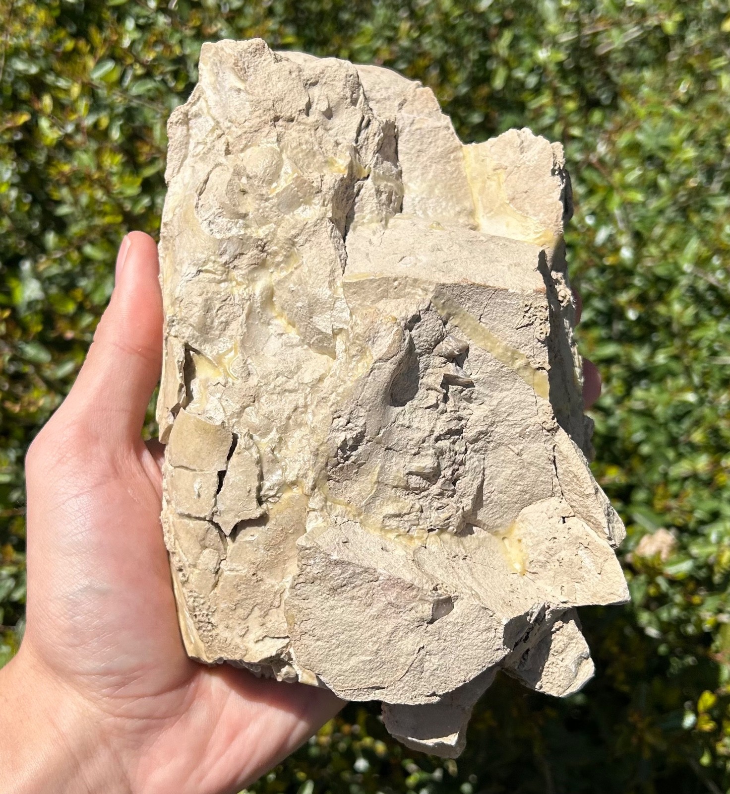 Fossil Oreodont Skull White River Oligocene Mammal Burke Formation Nebraska