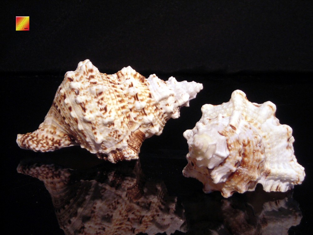 Pacific Lampas Shell Seashell 5"+ Beach Cottage Decor (Frog Bursa) Nautical