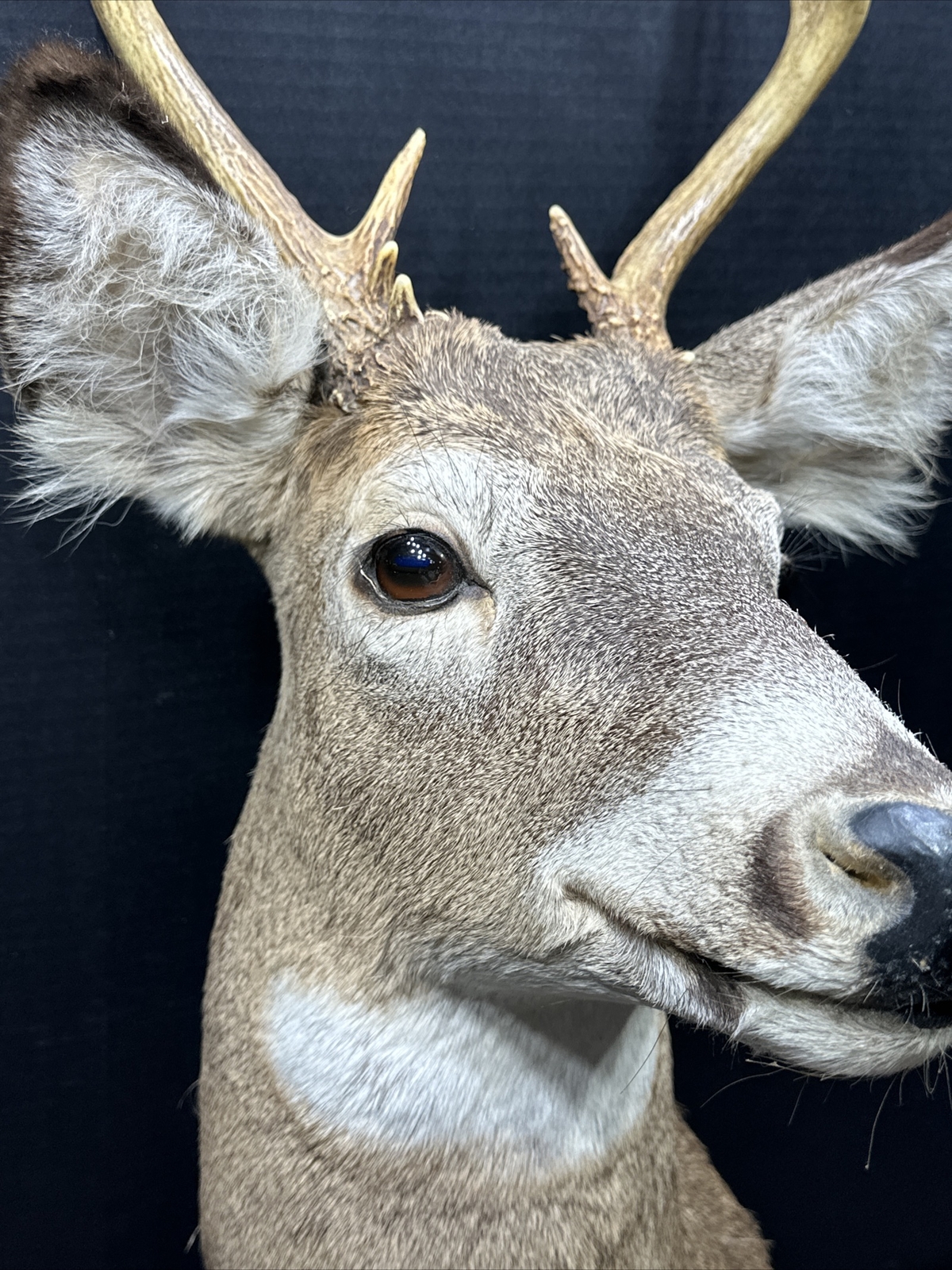 Nice 6 Point Whitetail Deer Buck Shoulder Mount Taxidermy