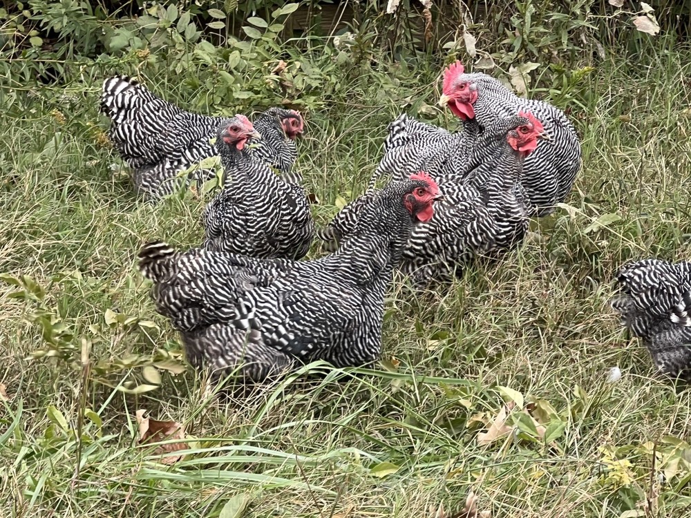 Assorted Large Fowl Hatching Eggs—Exhibition Line