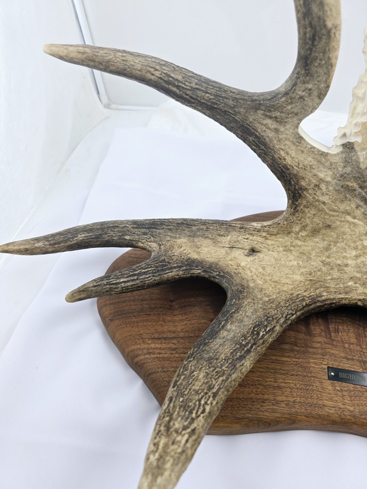Monte Baker Moose Antler Carving 28x22"