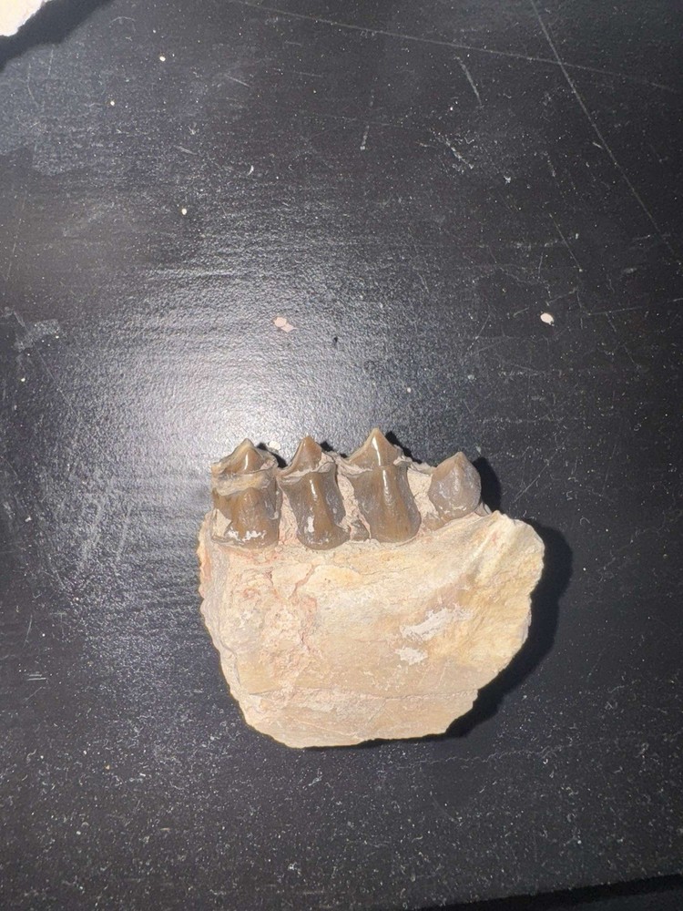 oreodont skull