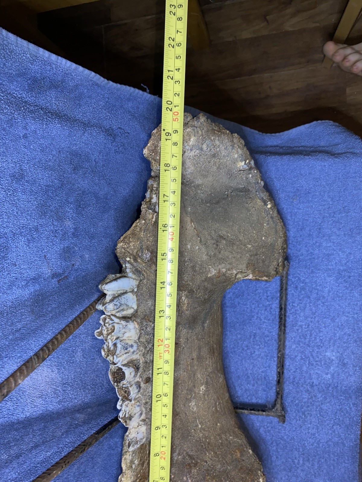 Hippopotamus Jaw Fossil, Indonesia Ice Age