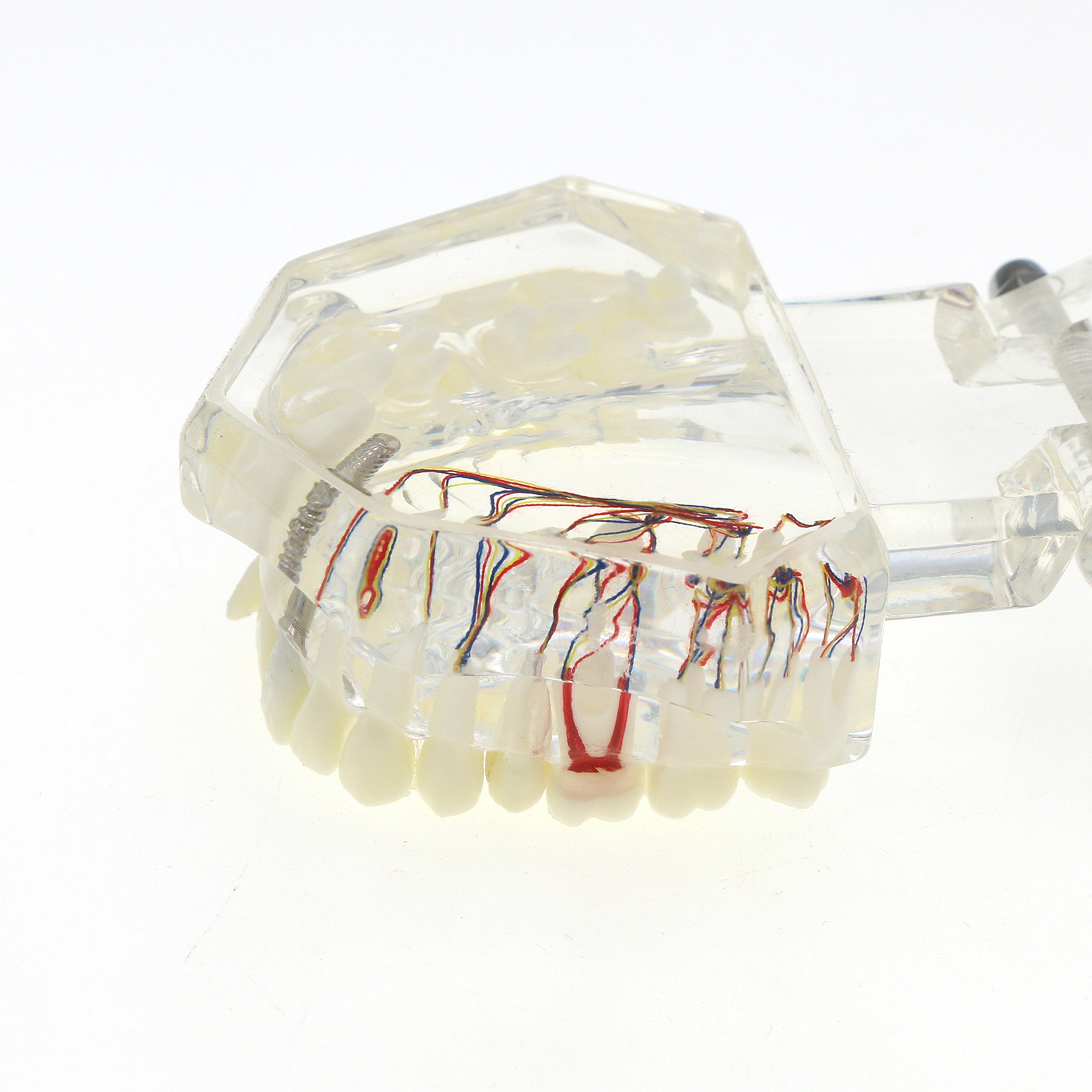 Dental Oral Typodont Model Implant Pathological Teaching Standard Size (Clear)