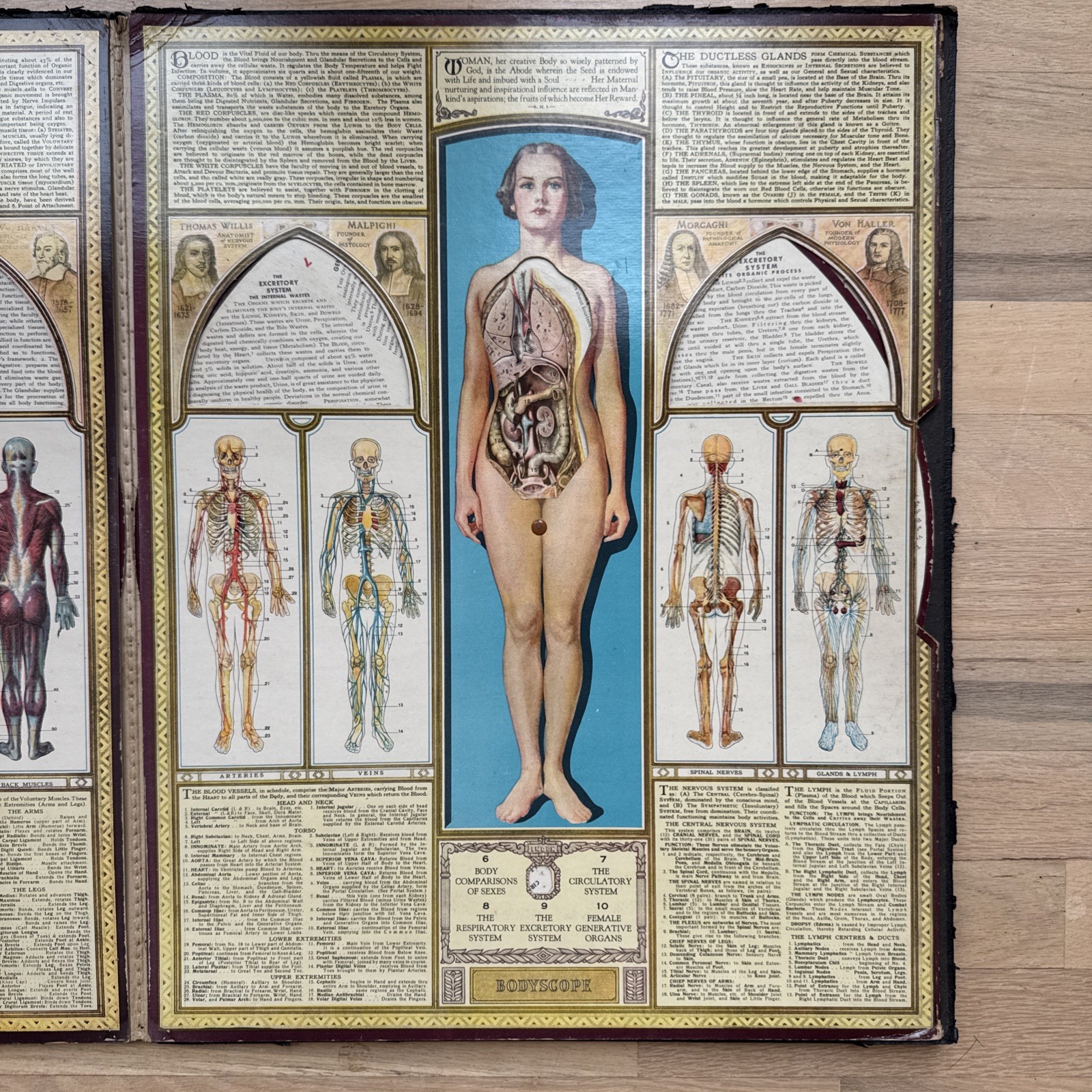 Bodyscope by Ralph H. Segal Human Anatomy Medical Chart and Case 1948 Flaws