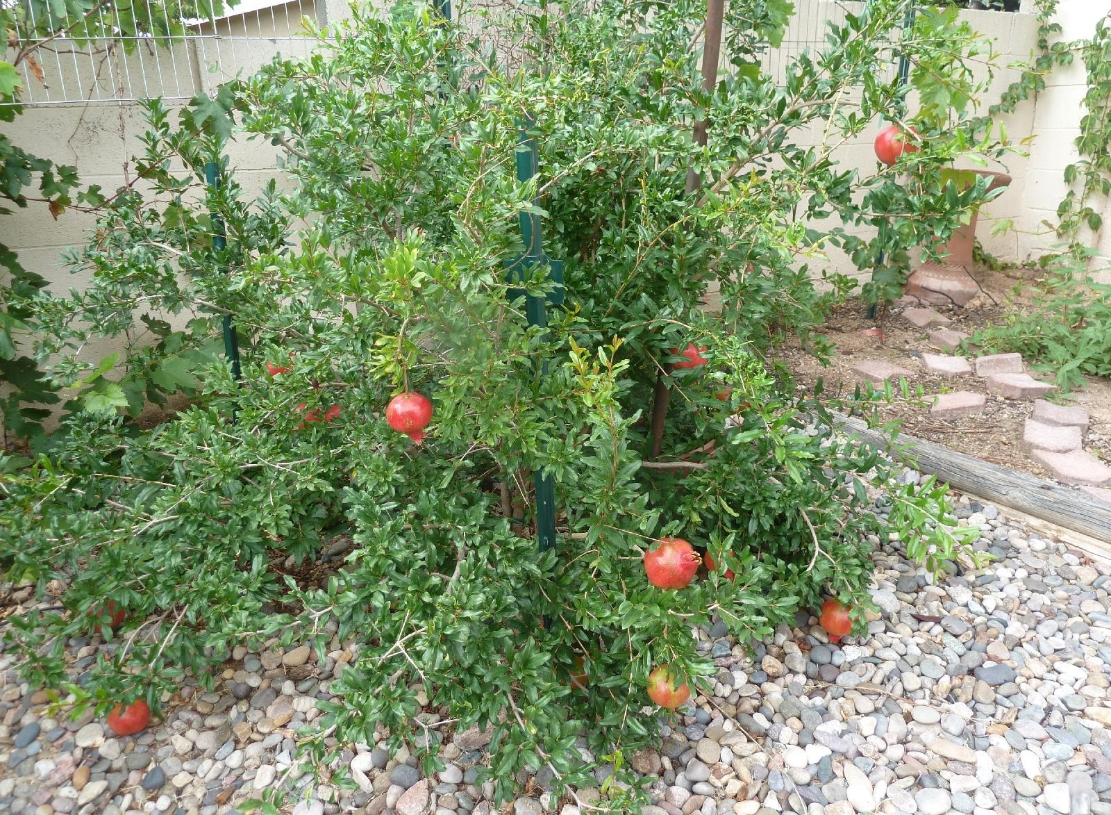 1 Parfianka Pomegranate Tree Punica granatum Starter Plant