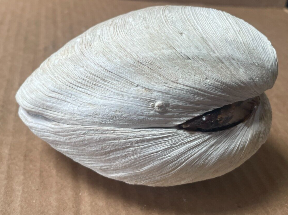 Vintage Ex Large Clam Shell Double Sided 4" x 4 1/2" (K)