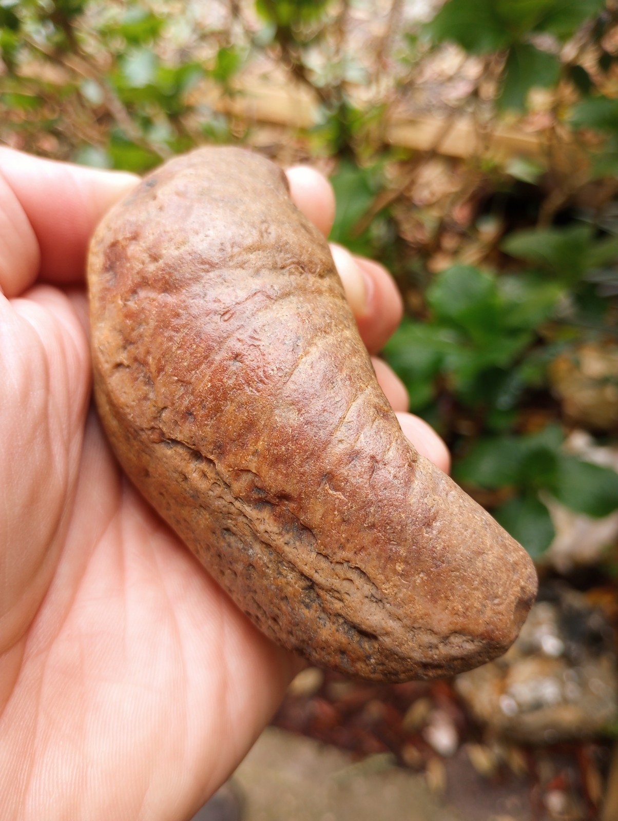 Fossilized Whale Ear Bone | Massive 4.25" Extinct Mammal Fossil From The Ledge