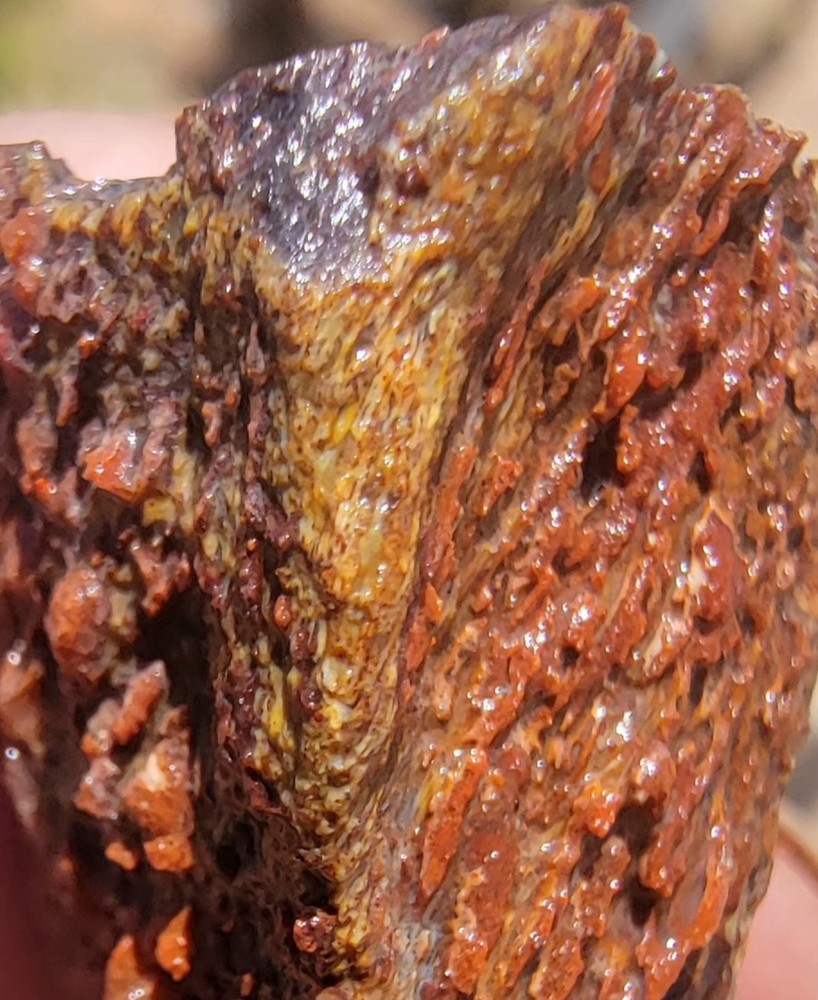 3.06lbs Small Medium agotized Dino Bone Reds