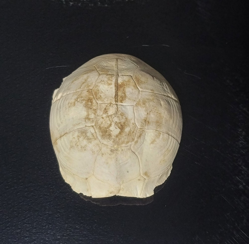 BLEACHED FOSSILIZED REPTILE BONE Skeleton TURTLE SHELL #1