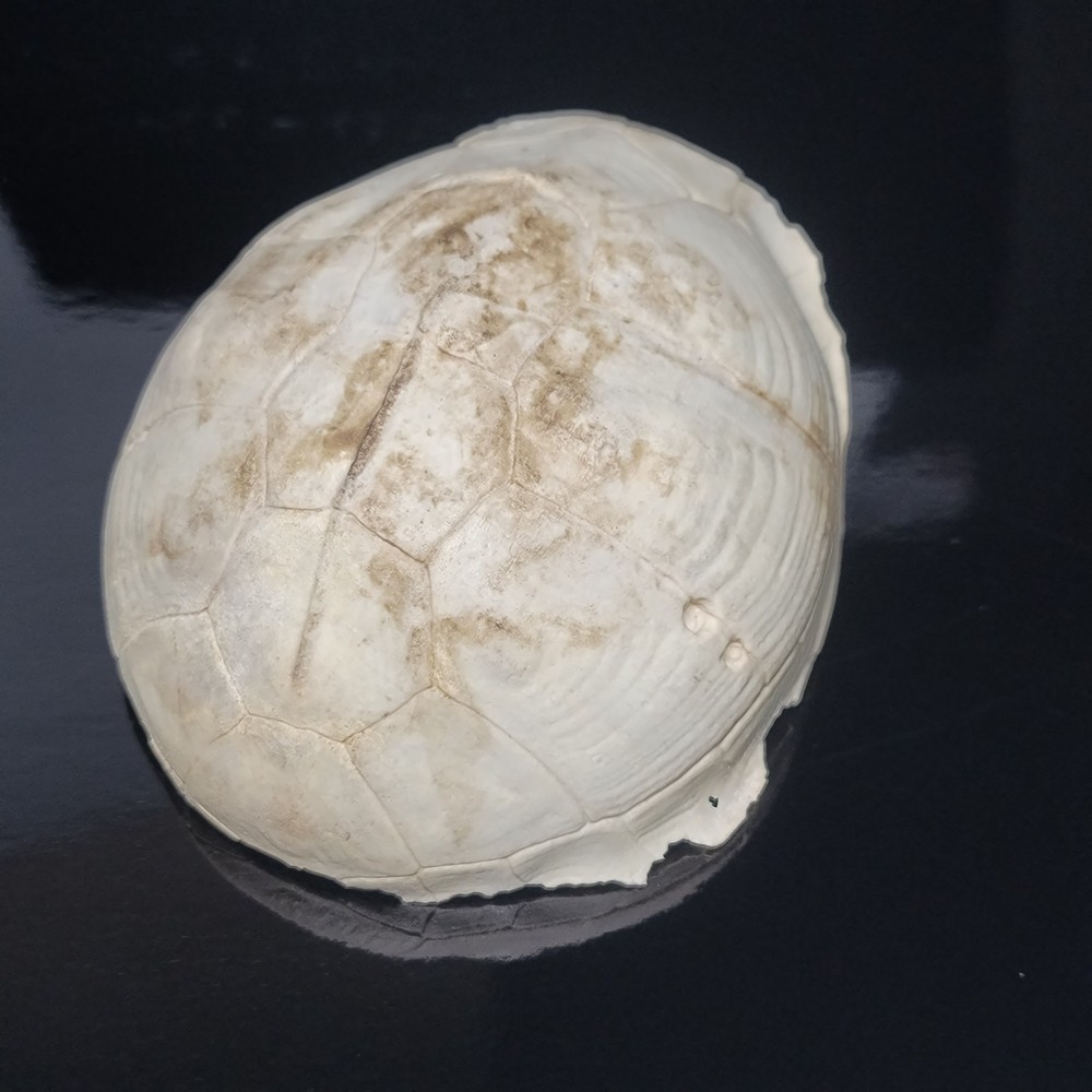 BLEACHED FOSSILIZED REPTILE BONE Skeleton TURTLE SHELL #1