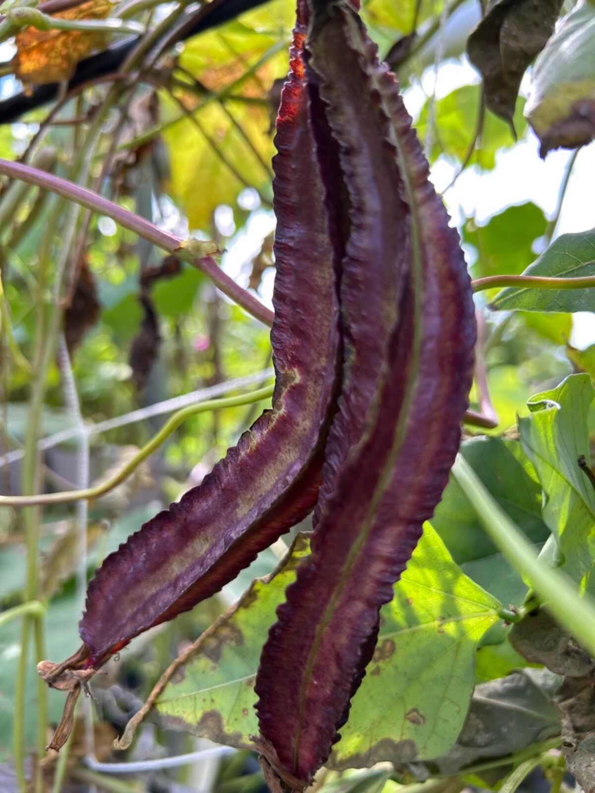 15 Purple Asian Winged Bean Seeds