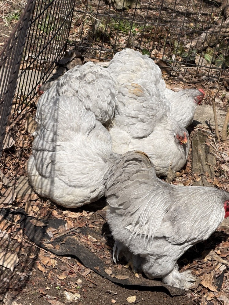 6+ Lavender (Self Blue) Bantam Cochin Hatching Eggs