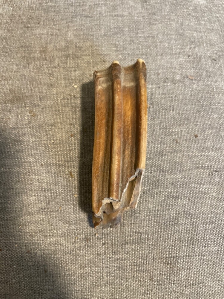 ice age horse tooth