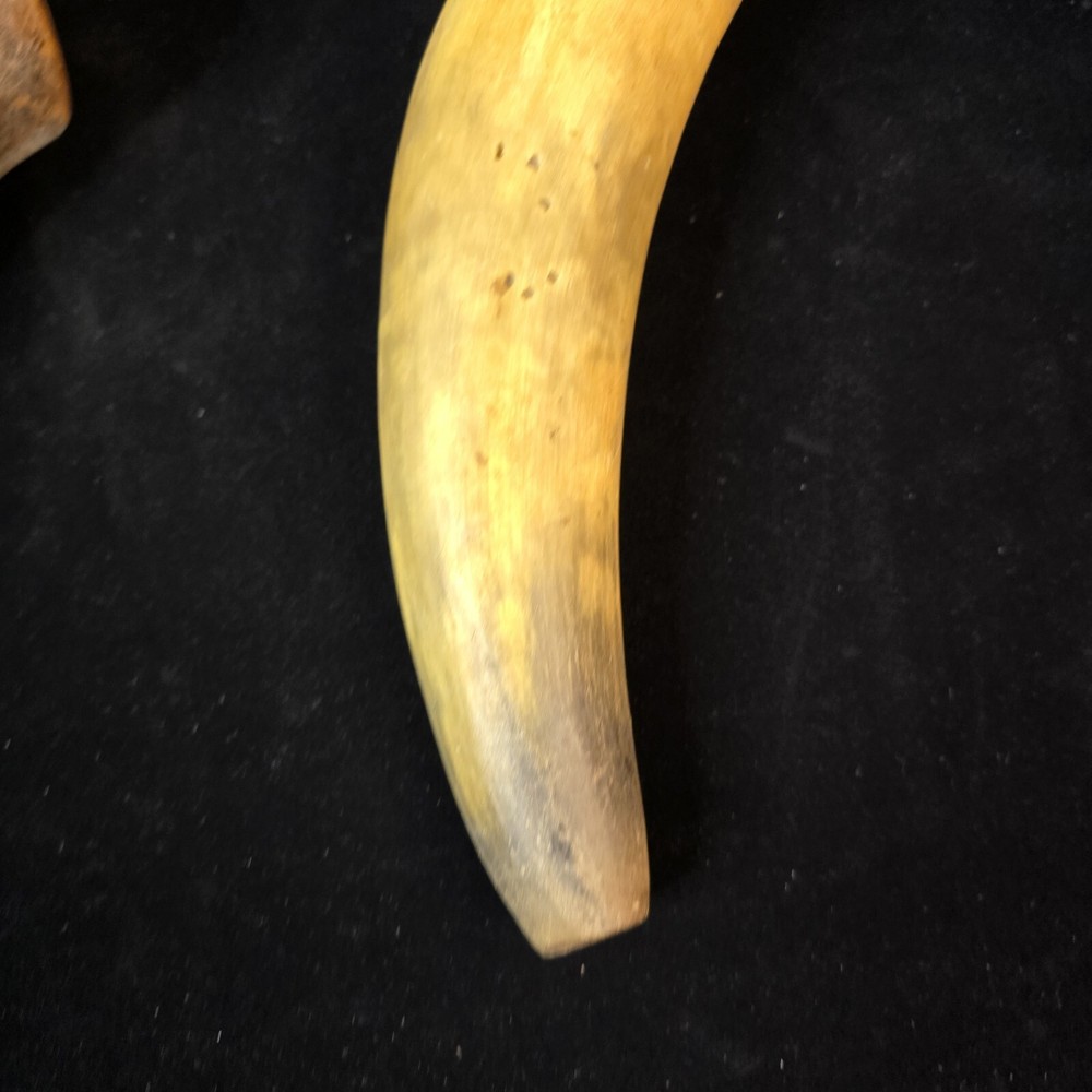 Antique Powder Horns