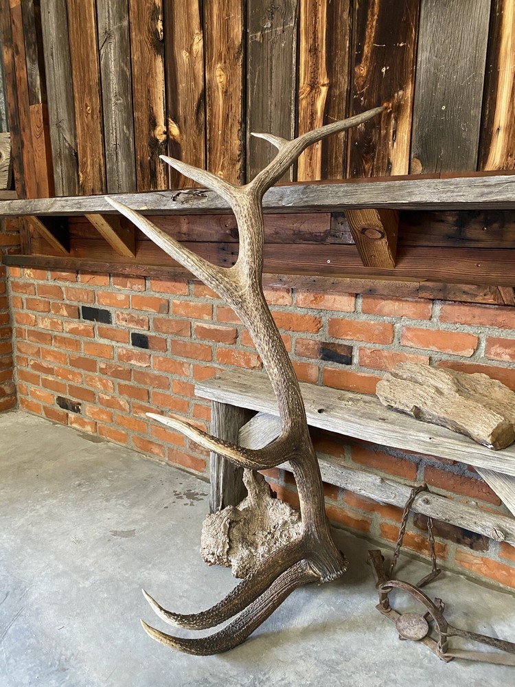 Large Elk Shed ~ Antler