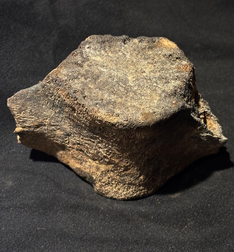 Prehistoric Fossil Dolphin Backbone Vertebrae SC