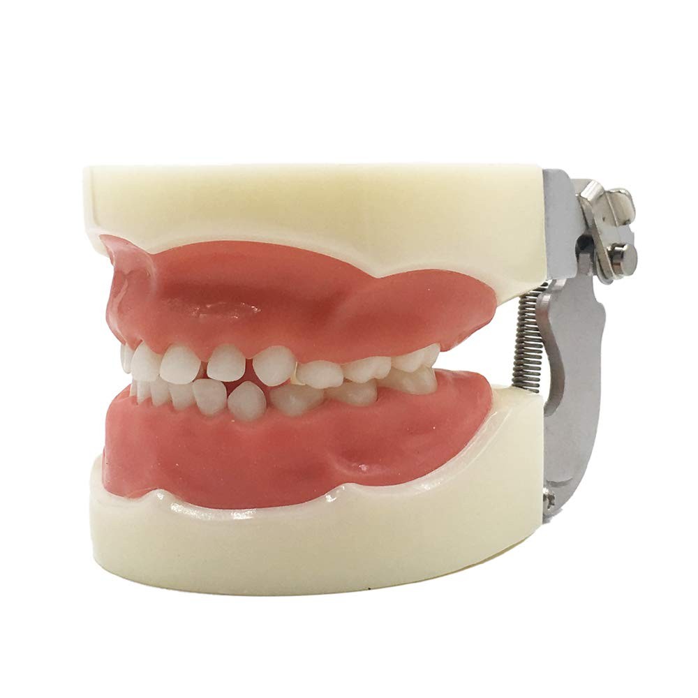 Typodont Child Teeth Model with 24pcs Removable Teeth Compatible with Kilgore...