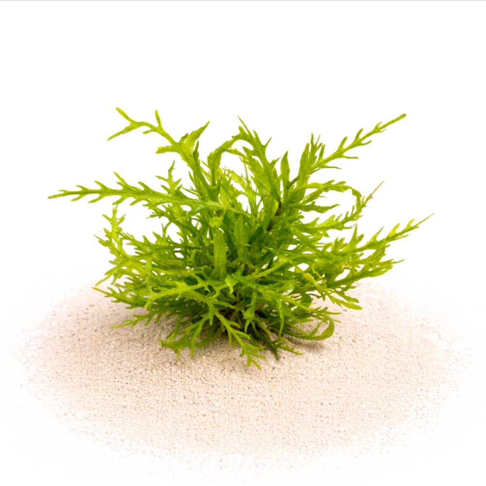 Hygrophila Odora