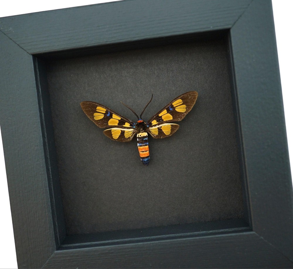 Wasp Mimic Moth: Framed Painted Handmaiden Insect Display