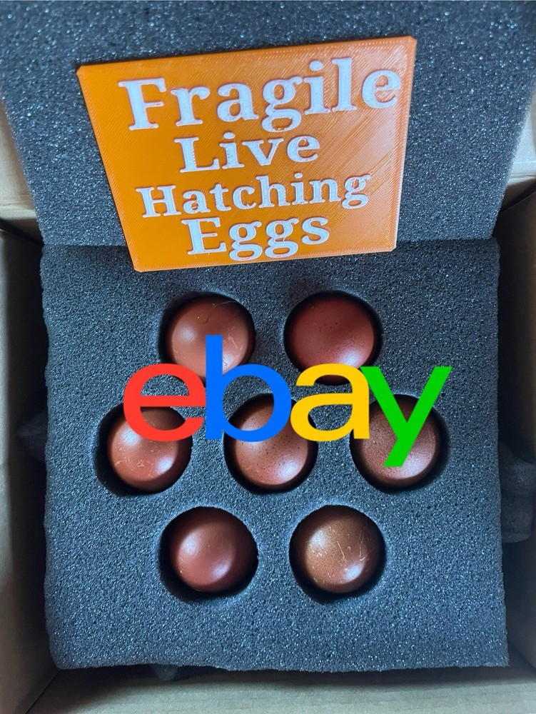 6 Black copper Marans hatching eggs