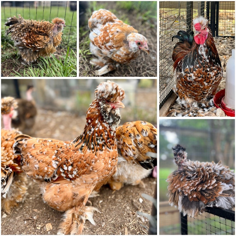 6+ Millie Fleur Silkie Hatching Eggs NPIP
