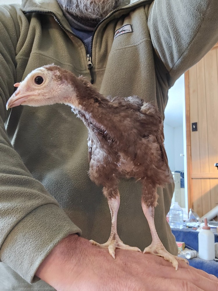 4 Chocolate Turkey hatching eggs