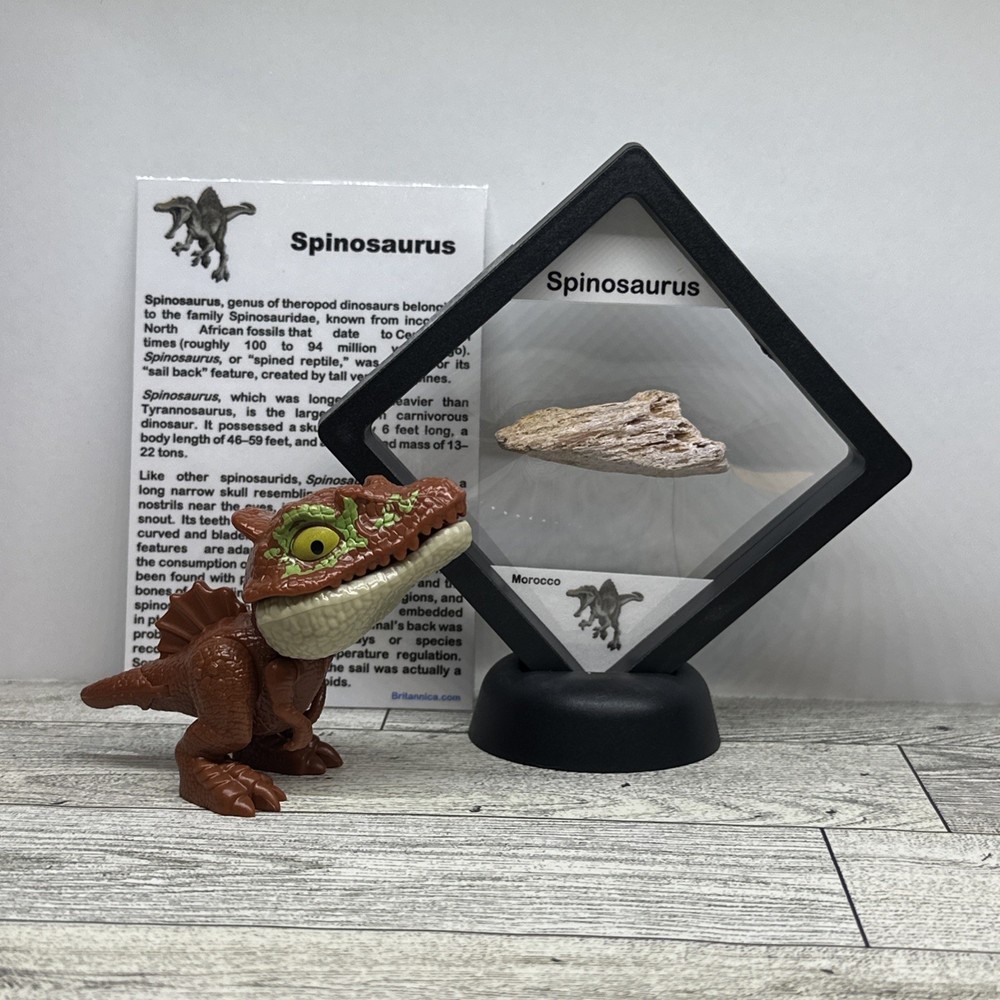 Spinosaurus Extinct Dinosaur Bone Fossil in Case with Toy